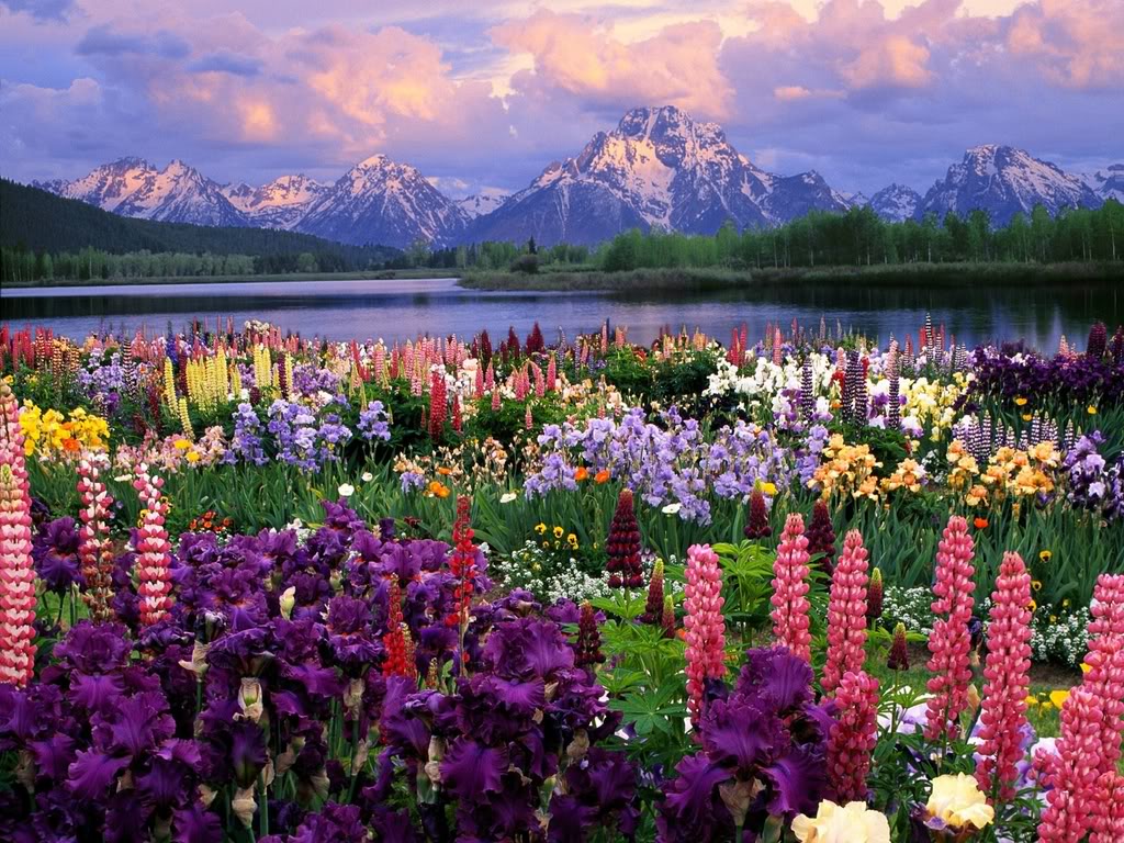 http://fairytaleland.narod.ru/Beautiful_Flowers___Mountain1.jpg
